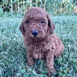 Charlotte – Mini, Cockapoo Puppy