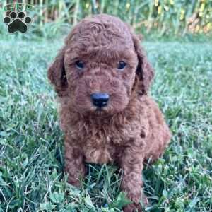Charlotte – Mini, Cockapoo Puppy