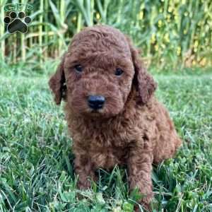 Charlotte – Mini, Cockapoo Puppy