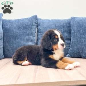 Idalia, Bernese Mountain Dog Puppy