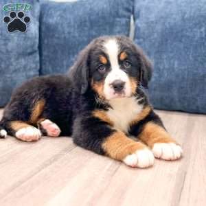 Idalia, Bernese Mountain Dog Puppy