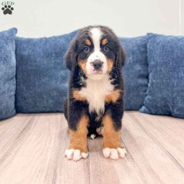 Idalia, Bernese Mountain Dog Puppy