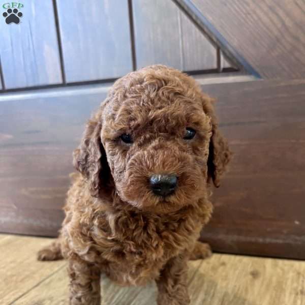 Charlotte – Mini, Cockapoo Puppy