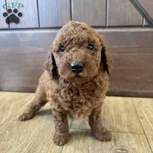 Charlotte – Mini, Cockapoo Puppy