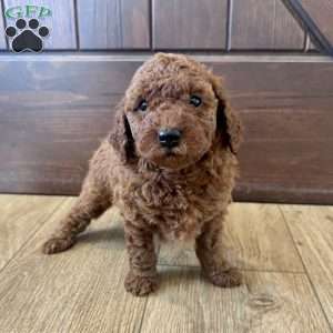 Charlotte – Mini, Cockapoo Puppy