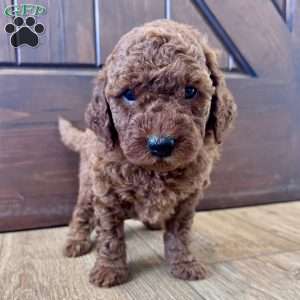Charlotte – Mini, Cockapoo Puppy