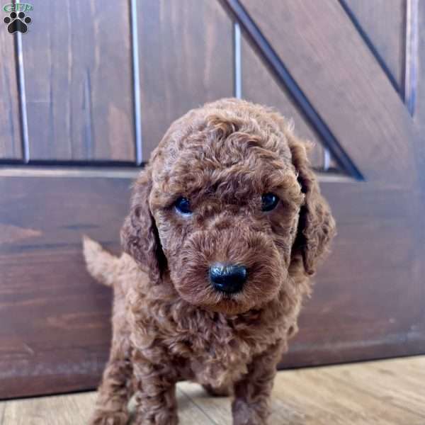 Charlotte – Mini, Cockapoo Puppy