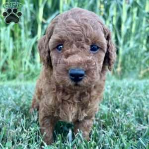 Millie – Mini, Cockapoo Puppy