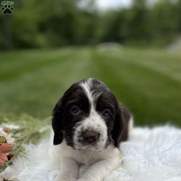 Daphne, English Springer Spaniel Puppy