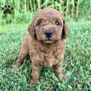 Millie – Mini, Cockapoo Puppy