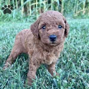 Millie – Mini, Cockapoo Puppy