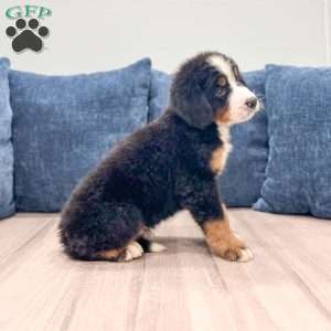 Ivan, Bernese Mountain Dog Puppy