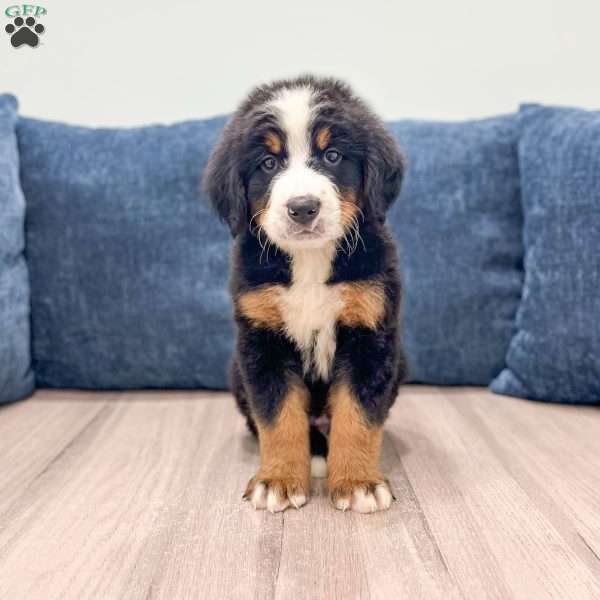 Ivan, Bernese Mountain Dog Puppy