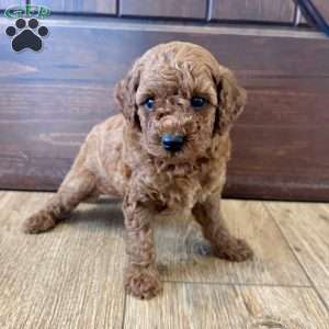 Millie – Mini, Cockapoo Puppy