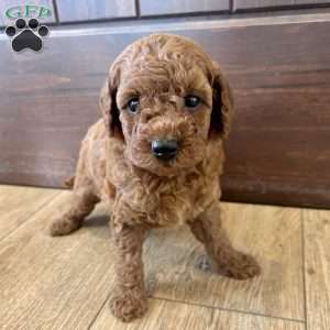 Millie – Mini, Cockapoo Puppy