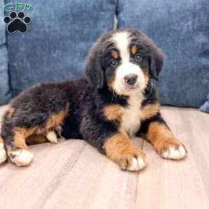 Ivan, Bernese Mountain Dog Puppy