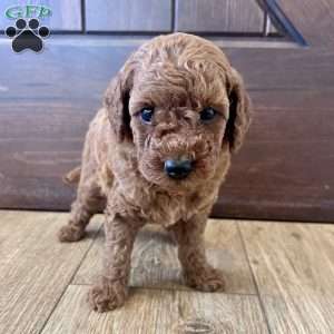 Millie – Mini, Cockapoo Puppy