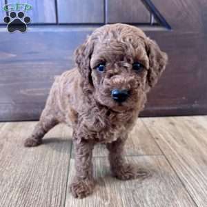 Millie – Mini, Cockapoo Puppy