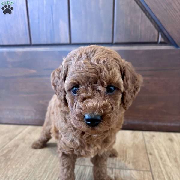 Millie – Mini, Cockapoo Puppy