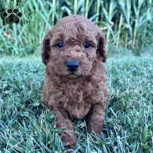 Lucy – Mini, Cockapoo Puppy