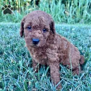 Lucy – Mini, Cockapoo Puppy