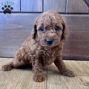 Lucy – Mini, Cockapoo Puppy