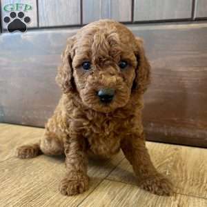 Lucy – Mini, Cockapoo Puppy