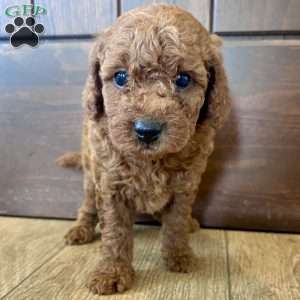 Lucy – Mini, Cockapoo Puppy