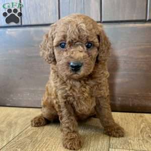 Lucy – Mini, Cockapoo Puppy