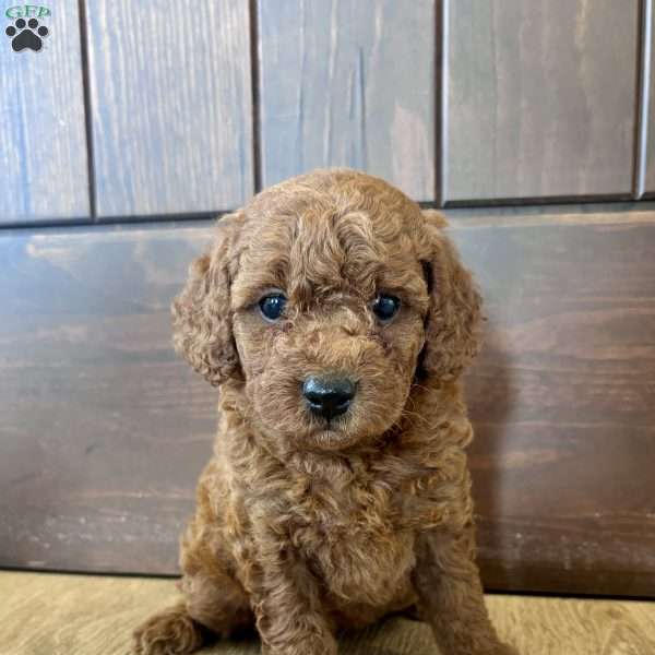 Lucy – Mini, Cockapoo Puppy