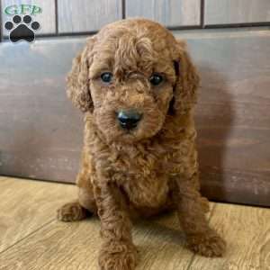 Lucy – Mini, Cockapoo Puppy