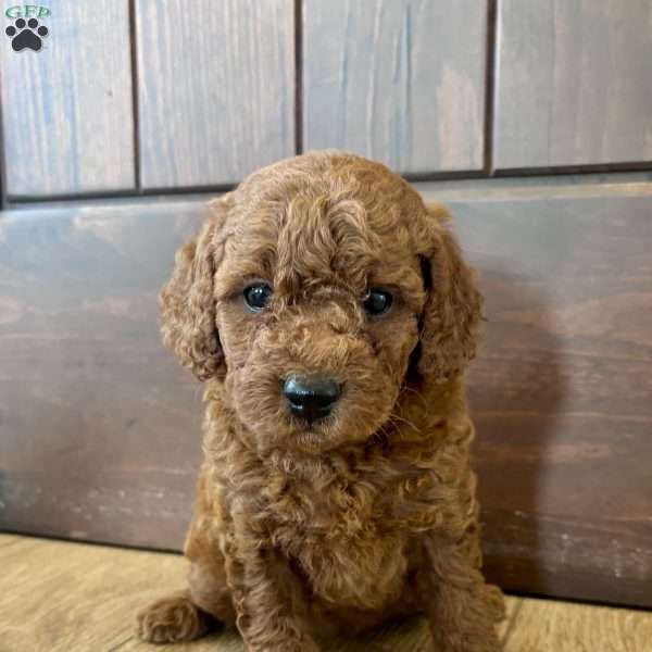 Lucy – Mini, Cockapoo Puppy