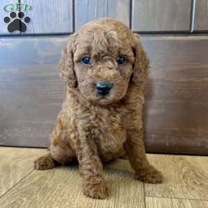 Lucy – Mini, Cockapoo Puppy