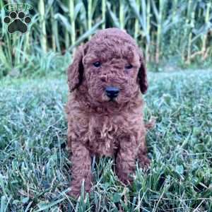 Daisy – Mini, Cockapoo Puppy