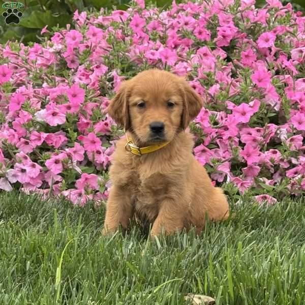 Snoopy, Golden Retriever Puppy