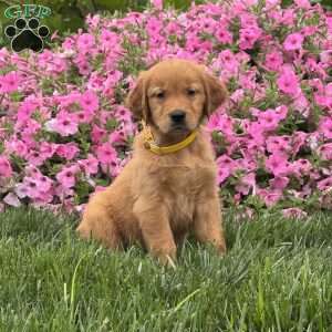 Snoopy, Golden Retriever Puppy