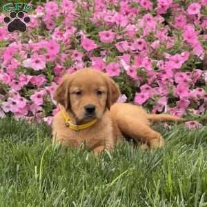 Snoopy, Golden Retriever Puppy