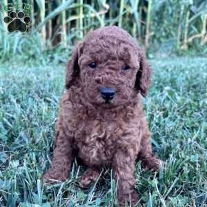 Daisy – Mini, Cockapoo Puppy