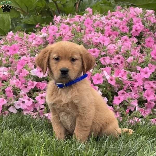 Scooter, Golden Retriever Puppy