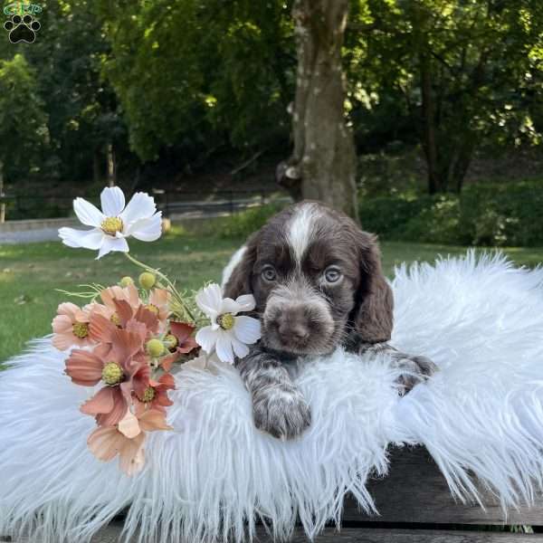 Dixie, English Springer Spaniel Puppy