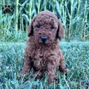 Daisy – Mini, Cockapoo Puppy