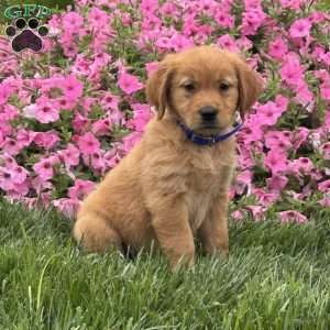 Scooter, Golden Retriever Puppy