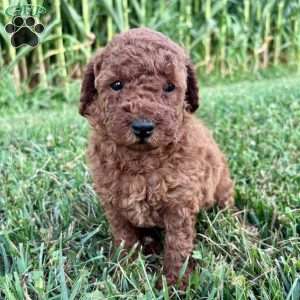 Daisy – Mini, Cockapoo Puppy