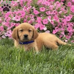 Scooter, Golden Retriever Puppy
