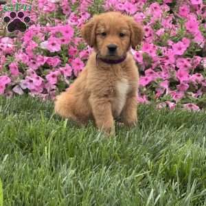 Sam, Golden Retriever Puppy