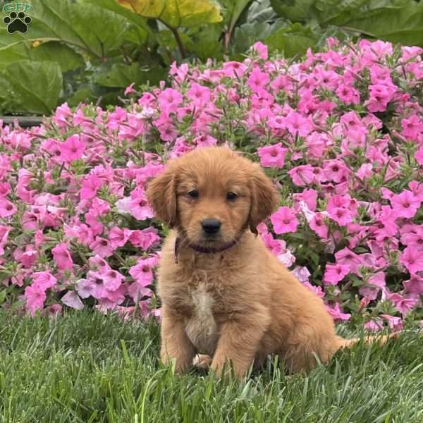 Sam, Golden Retriever Puppy