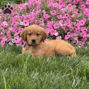 Sam, Golden Retriever Puppy