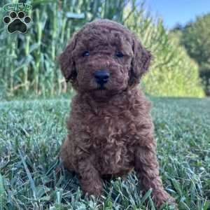 Daisy – Mini, Cockapoo Puppy