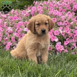 Simba, Golden Retriever Puppy
