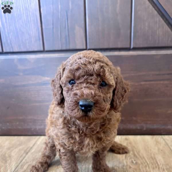 Daisy – Mini, Cockapoo Puppy